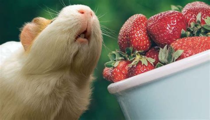 Guinea Pigs & Strawberries: Can They Eat Them? Learn Now!